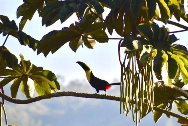 Casa de Bambú Villa Turrialba Bagian luar foto